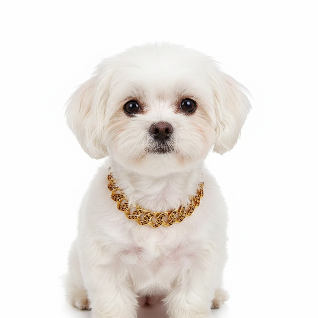 Cute Small Dog with Diamond Chain