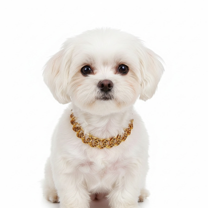 Cute Small Dog with Diamond Chain